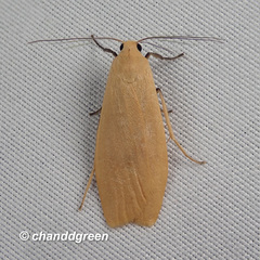 Manulea fuscodorsalis