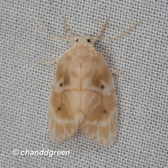 Schistophleps bipuncta