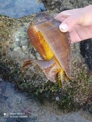 Titanostrombus galeatus