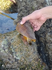 Titanostrombus galeatus