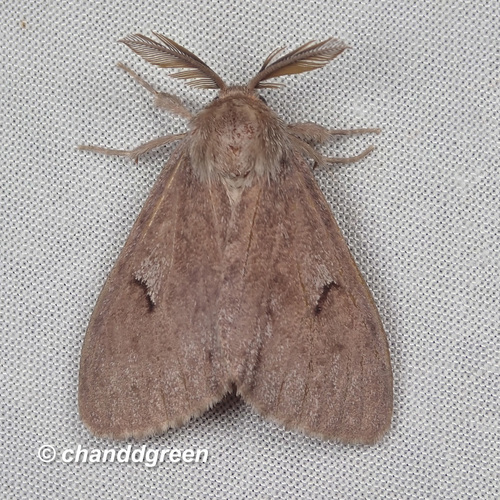 Lymantria dissoluta