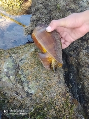 Titanostrombus galeatus