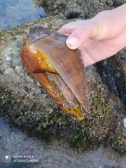 Titanostrombus galeatus