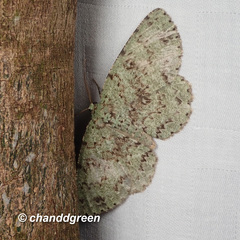 Ophthalmitis herbidaria