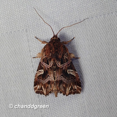 Callopistria exotica