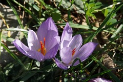 Crocus thomasii