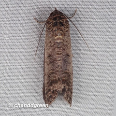 Lophoptera squammigera
