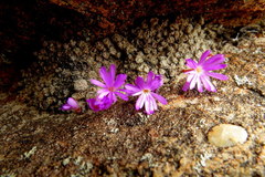 Conophytum minusculum