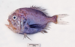 Hoplostethus melanopus