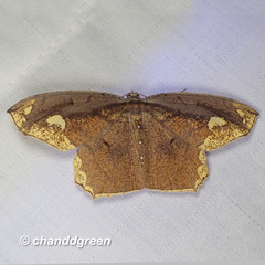 Pareumelea eugeniata