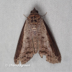 Lophoptera squammigera