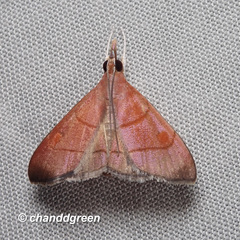 Hemiscopis sanguinea