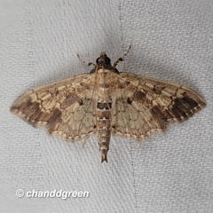 Ategumia adipalis