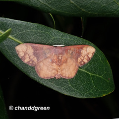 Metallaxis semipurpurascens