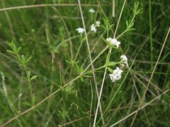 Asperula gunnii