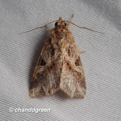 Callopistria flavitincta