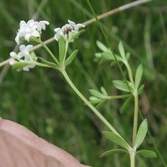 Asperula gunnii