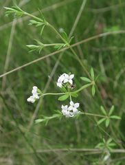 Asperula gunnii