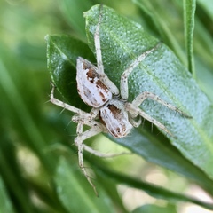 Oxyopes punctatus