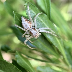 Oxyopes punctatus