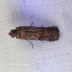 Phycita cirrhodelta