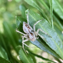 Oxyopes punctatus
