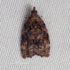 Gatesclarkeana idia