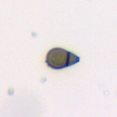 Endophragmiella