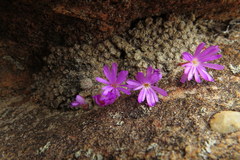 Conophytum minusculum