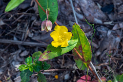 Hibbertia amplexicaulis
