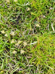 Abrotanella caespitosa