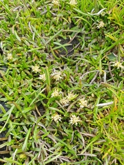 Abrotanella caespitosa