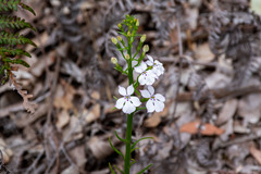 Isotoma hypocrateriformis