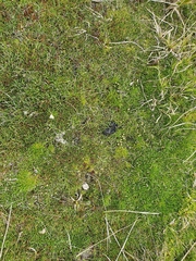 Abrotanella caespitosa
