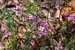 Boronia fastigiata