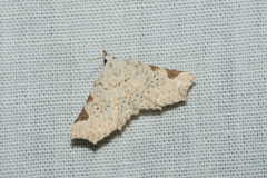 Prolophota trigonifera