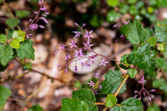 Lasiopetalum floribundum