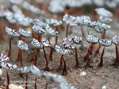 Physarum pezizoideum