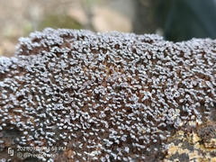 Physarum pezizoideum