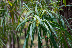 Persoonia longifolia