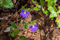Scaevola calliptera