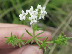 Asperula scoparia