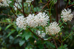 Pimelea sylvestris