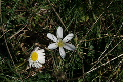 Colchicum hungaricum