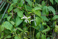 Clematis pubescens