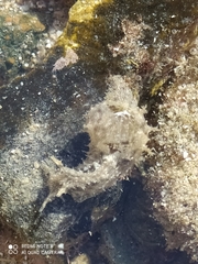 Stylocheilus rickettsi