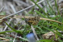 Arctesthes catapyrrha