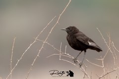 Myrmecocichla aethiops