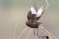 Myrmecocichla aethiops