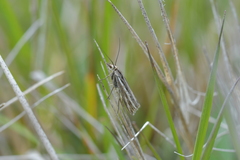 Orocrambus corruptus